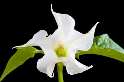 jimsonweed