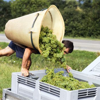 farmer harvesting the grapes during the harvest