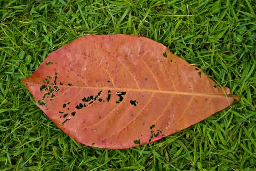 Red dry leaf on green grass