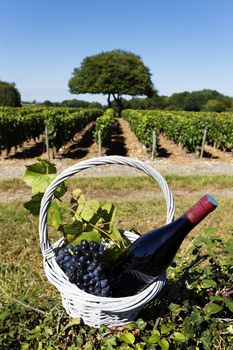 bottle of wine and grappes in basket