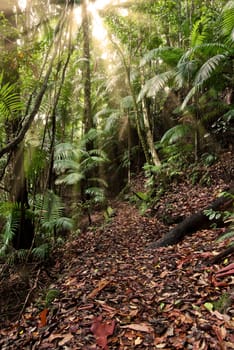 light rays shine through in the rain forest