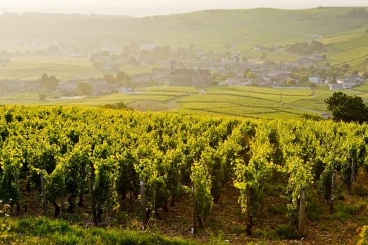 vineyards near Fuisse, Burgundy, France