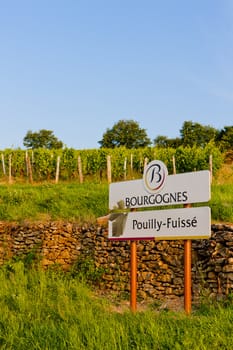 vineyards of Pouilly-Fuisse, Cote Maconnais, Burgundy, France