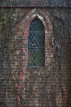 old church window with single row of red leaved ivy