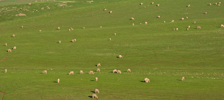 panoramic image of a herd of sheep in beautiful green field