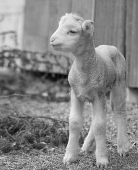 great image of a very cute lamb on the farm