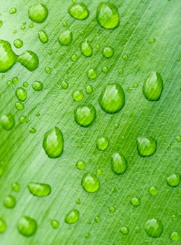 great image of water drops on leaf