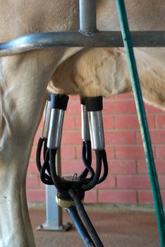 a cow is connected to the milking machine