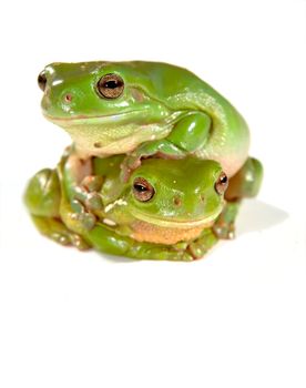 two green frogs climbing on top of each other isolated on white background