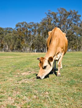 a cow eating grass on the farm