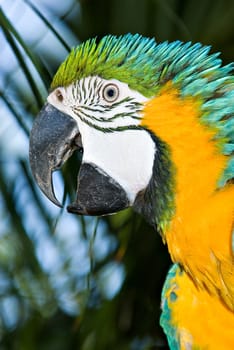 a big bright macaw bird up close