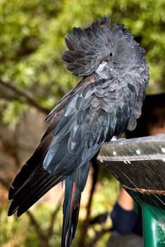 a glossy black cockatoo looking back over its shoulder	