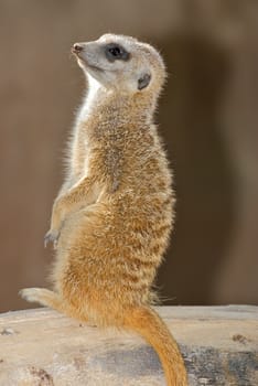 a young meerkat on guard