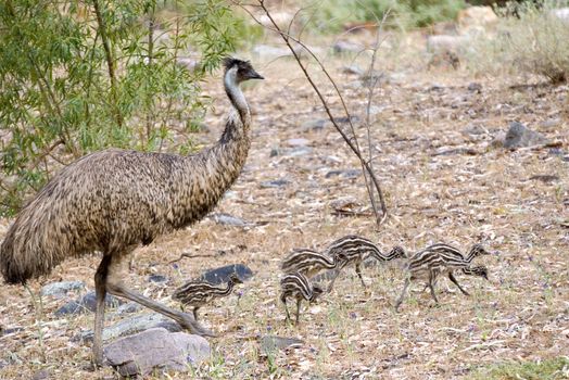 a male emu is walking along with its chicks 