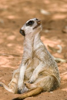 a small cute meerkat sits down and looks around