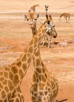 two giraffes standing together with necks crossed 