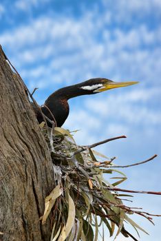 a pied cormorant sitting in a nest sticks its head out