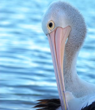 beautiful close up image of pelican in front of blue water