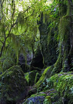 hanging lichen and moss in the oxley wild rivers world heritage rainforest