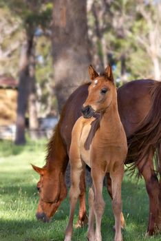 a young horse foal looks at the camera in front of the mare