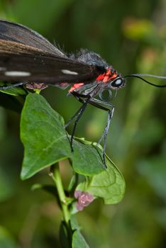 big beautiful butterfly sits on a leaf