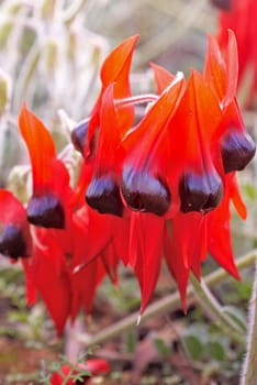 sturts desert pea icon of the australian outback