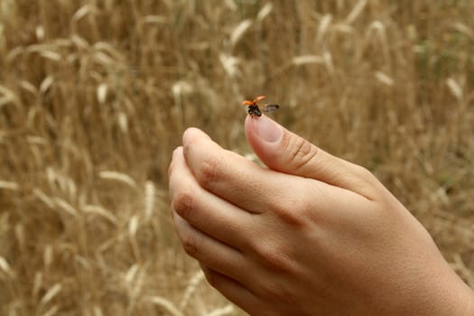 A Ladybird On A Hand prepared to fly away