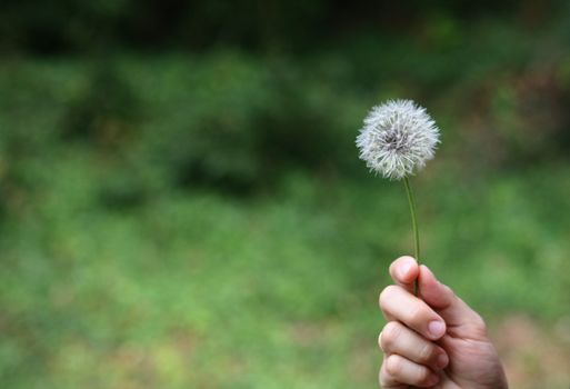 a hand offering a dandelion
