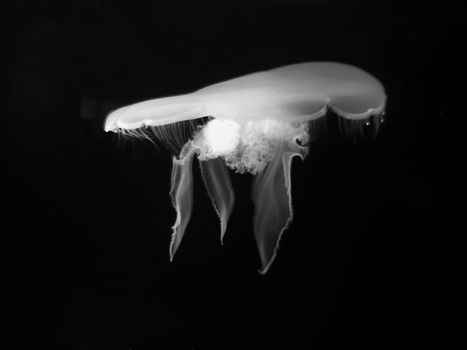 Bioluminescent jellyfish in dark and deep ocean waters