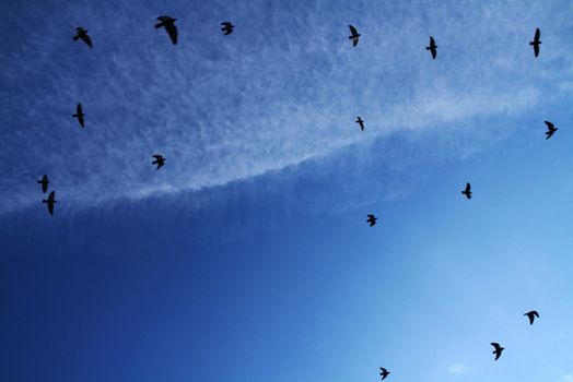 a group of birds flying in a migration trip on a blue sky with a soft cloud.
