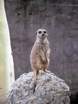 Baby meerkat perched on a rock in wildlife park