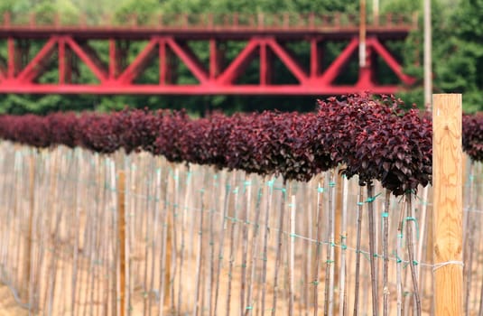 a red plantation with a red bridge on background
