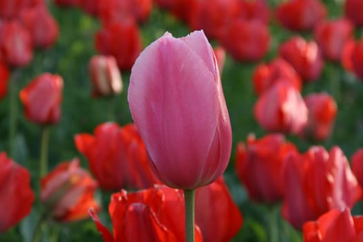 a pink flower with a background of red flowers
