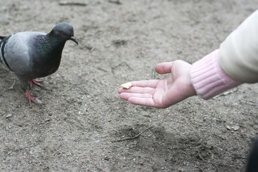 Woman feeding the pigeon from a hands in city park