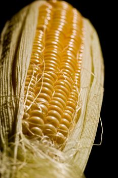 vegetable serias: golden corn over black background
