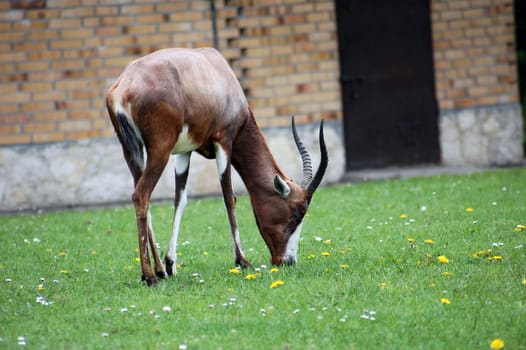 portrait of antelope eating green grass