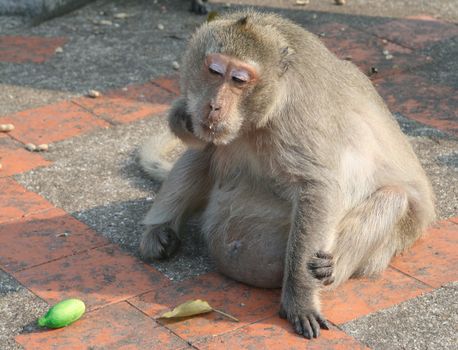 Monkey with a food