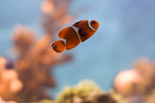 Fish 'Clown' in aquarium