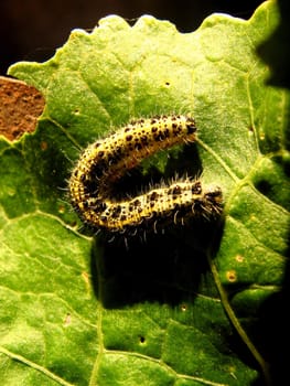 caterpillar creeping on the green sheet of tree