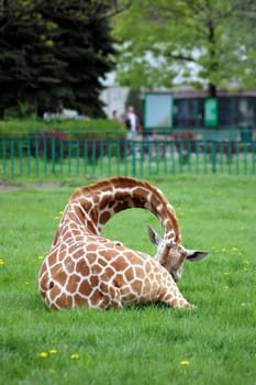 shamed giraffe lying on the green grass