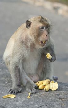 Makaka with bananas