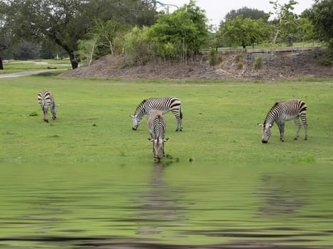Herd of zebras drinking from waterhole in wildlife park