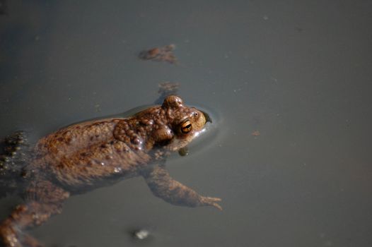 frog in the water in Poland