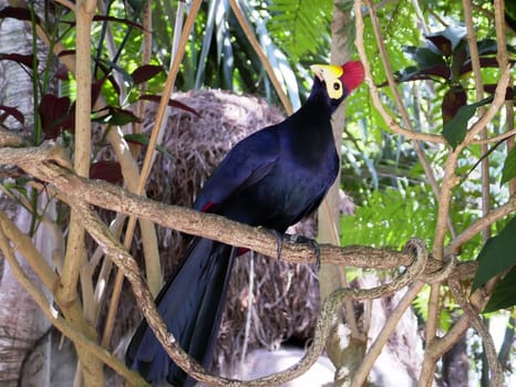 Exotic Bird Series - Photos depicting various birds found in the tropics