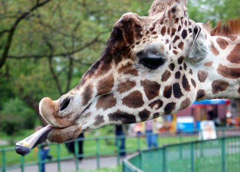 giraffe in zoo in Poland