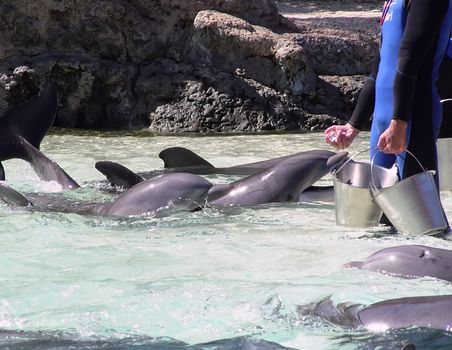 Man's greatest aquatic friend in various situations - The Bottlenose Dolphin