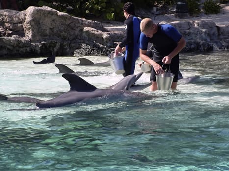 Man's greatest aquatic friend in various situations - The Bottlenose Dolphin