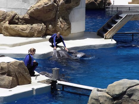 Man's greatest aquatic friend in various situations - The Bottlenose Dolphin