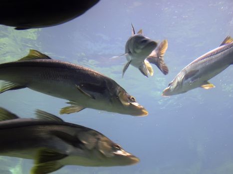 Wild fish during feeding frenzy, shot from below