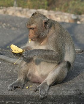 Fat makaka eating banana